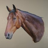 John Clarke Horse Portrait 