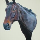 John Clarke Horse Portrait 