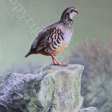 French Partridge 