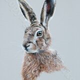 Brown Hare Limited Edition Gicleé Print 