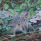 Hedgehog in the Briars Limited Edition Gicleé Print 