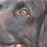 John Clarke Dog Portrait Detail 