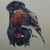 Labrador &amp; Pheasant 